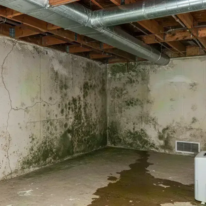 Professional Mold Removal in Vinita Park, MO